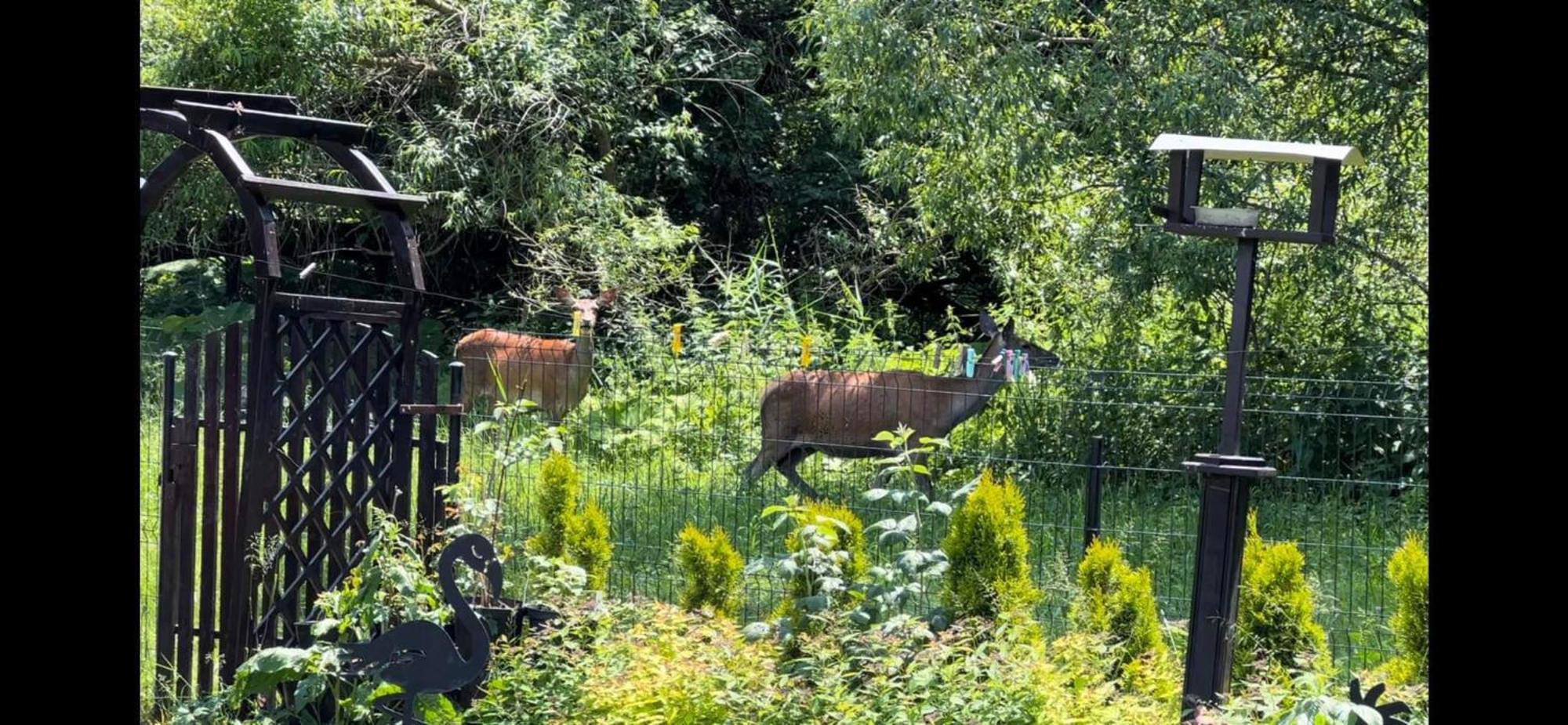 Privat Forest Lipótszentmiklós Kültér fotó